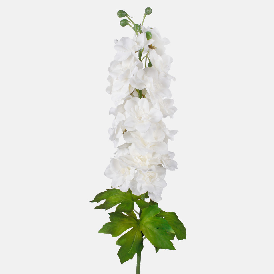 Delphinium, Cream L181K-05