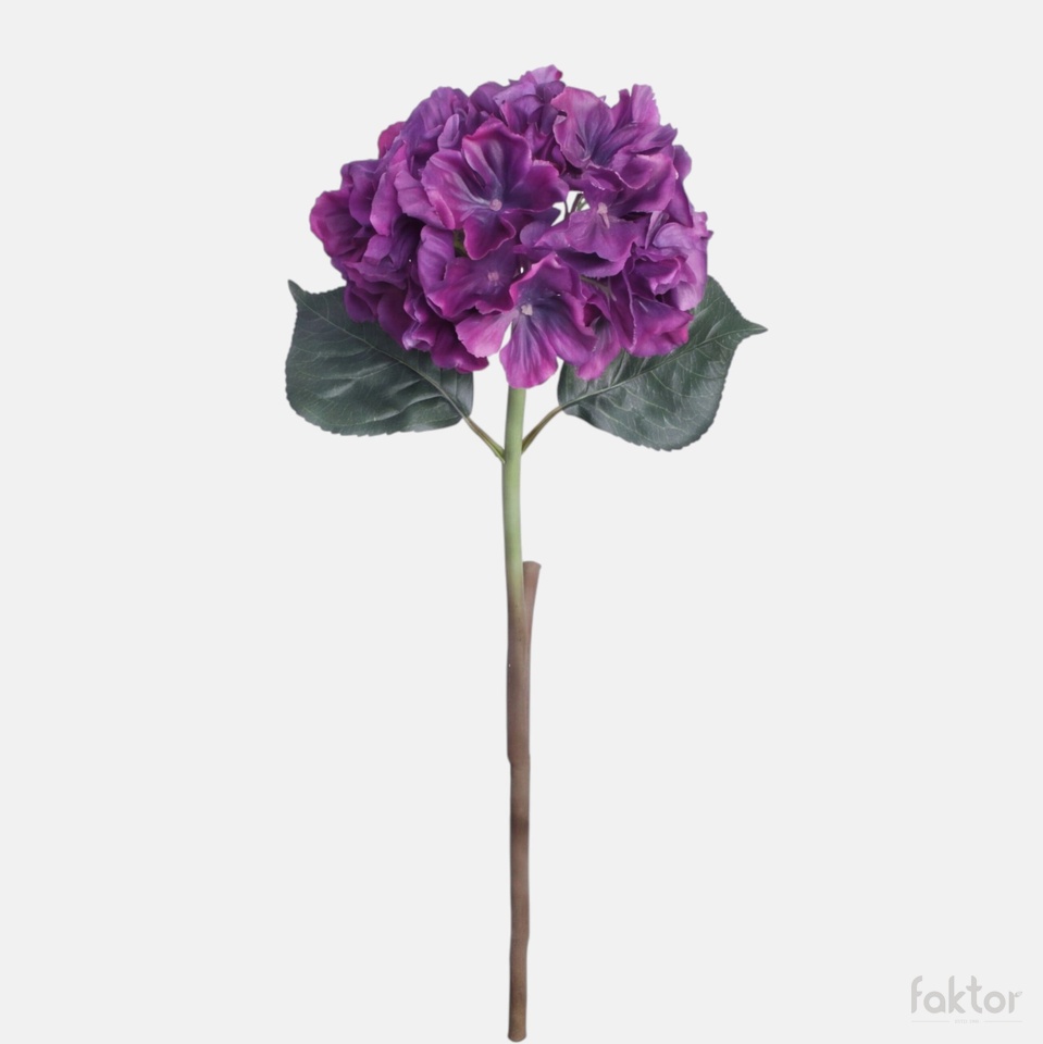 Hortensja gumowana, Violet BGK096-19