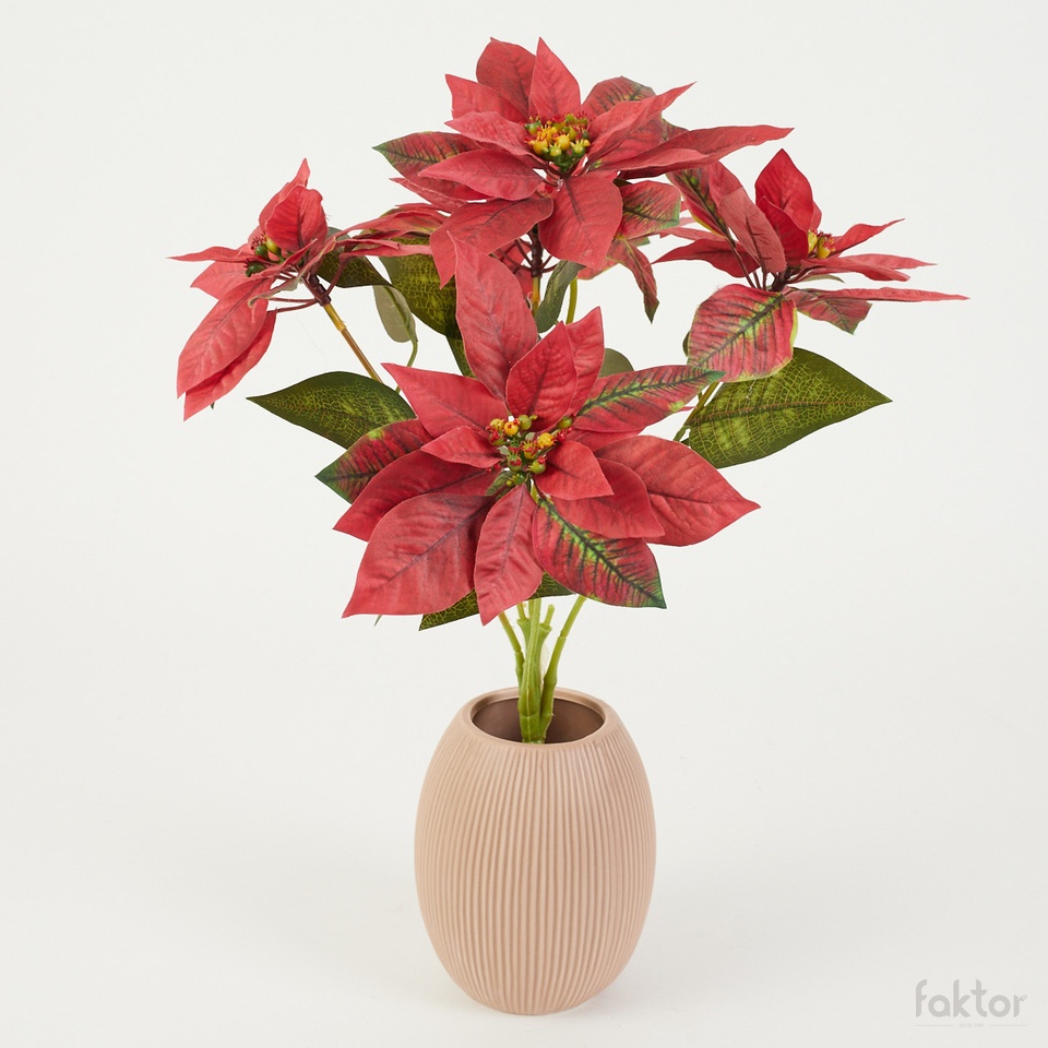 Poinsettia x 5, Red YP38-06
