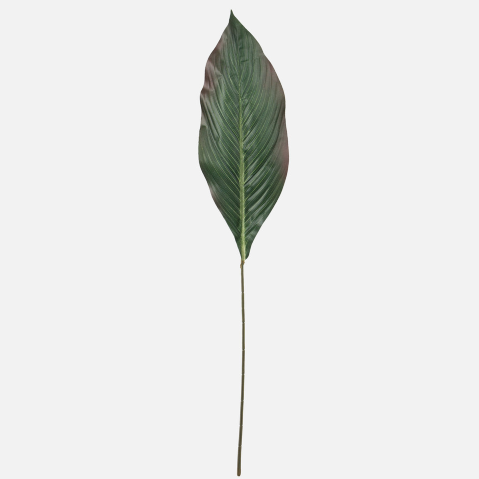 Canna leaf, Green A590