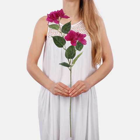 Bougainvillea L743 (Product size)