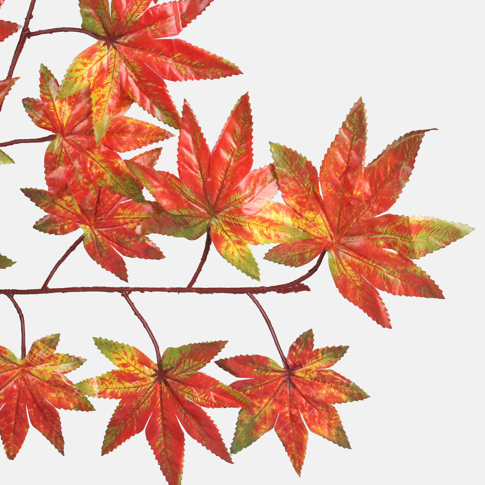 Maple, Autumn Red F221-01
