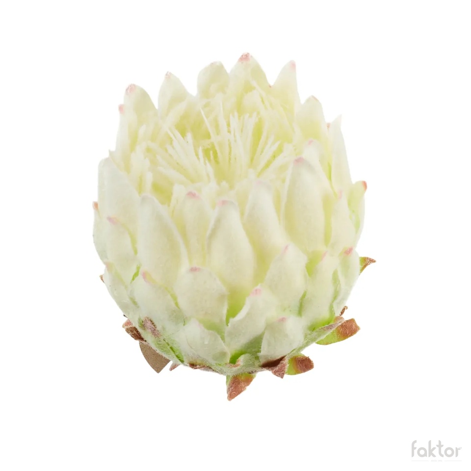 artichoke, Cream B101-01