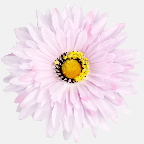 Gerbera, Pink W539-07