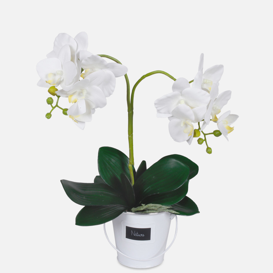 Orchid, Cream/Yellow G423L-02