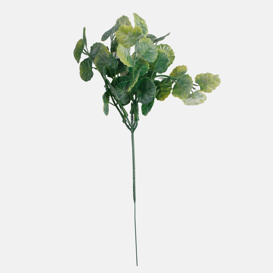 Geranium, T.T. Green A313