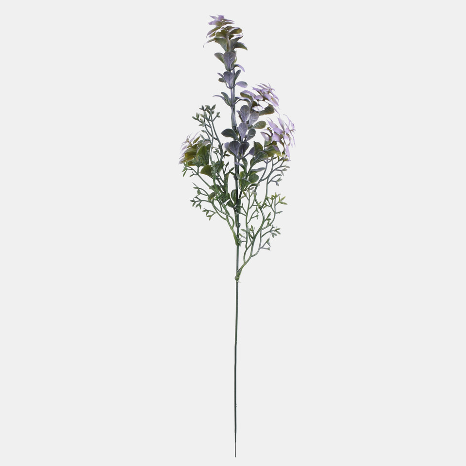 Spurge, Mix 1 A788-04