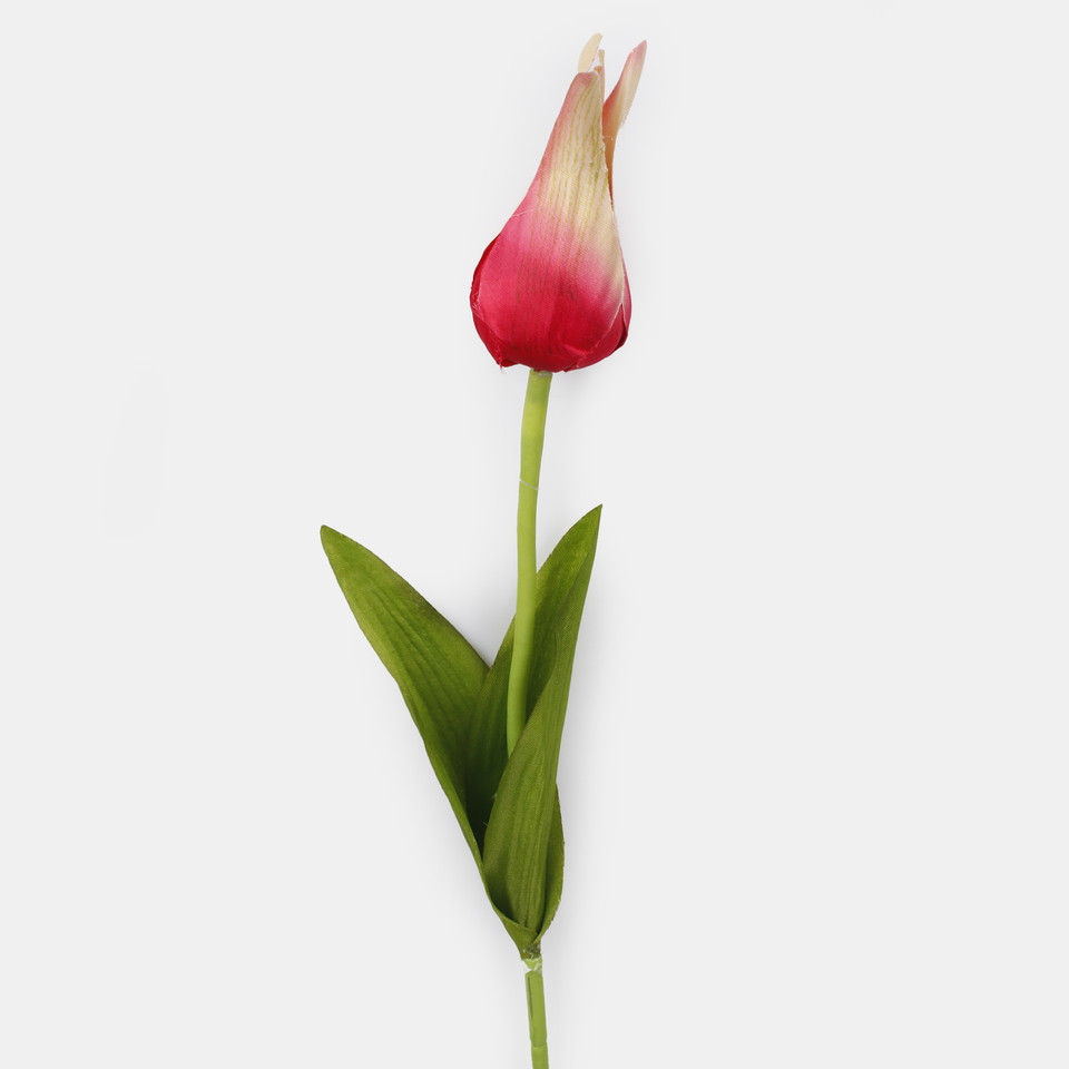 Tulipan, Beauty G497-05