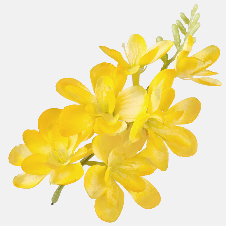 Frezja satynowa, Yellow W677-21