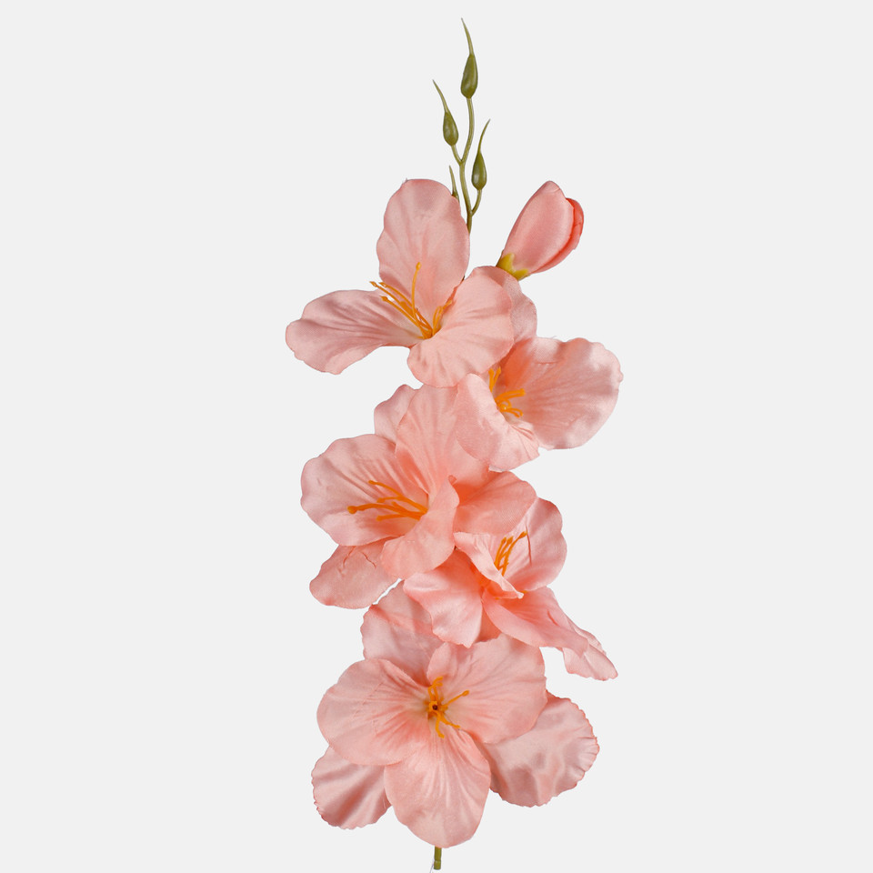 Satin gladiolus, Coral G190K-24
