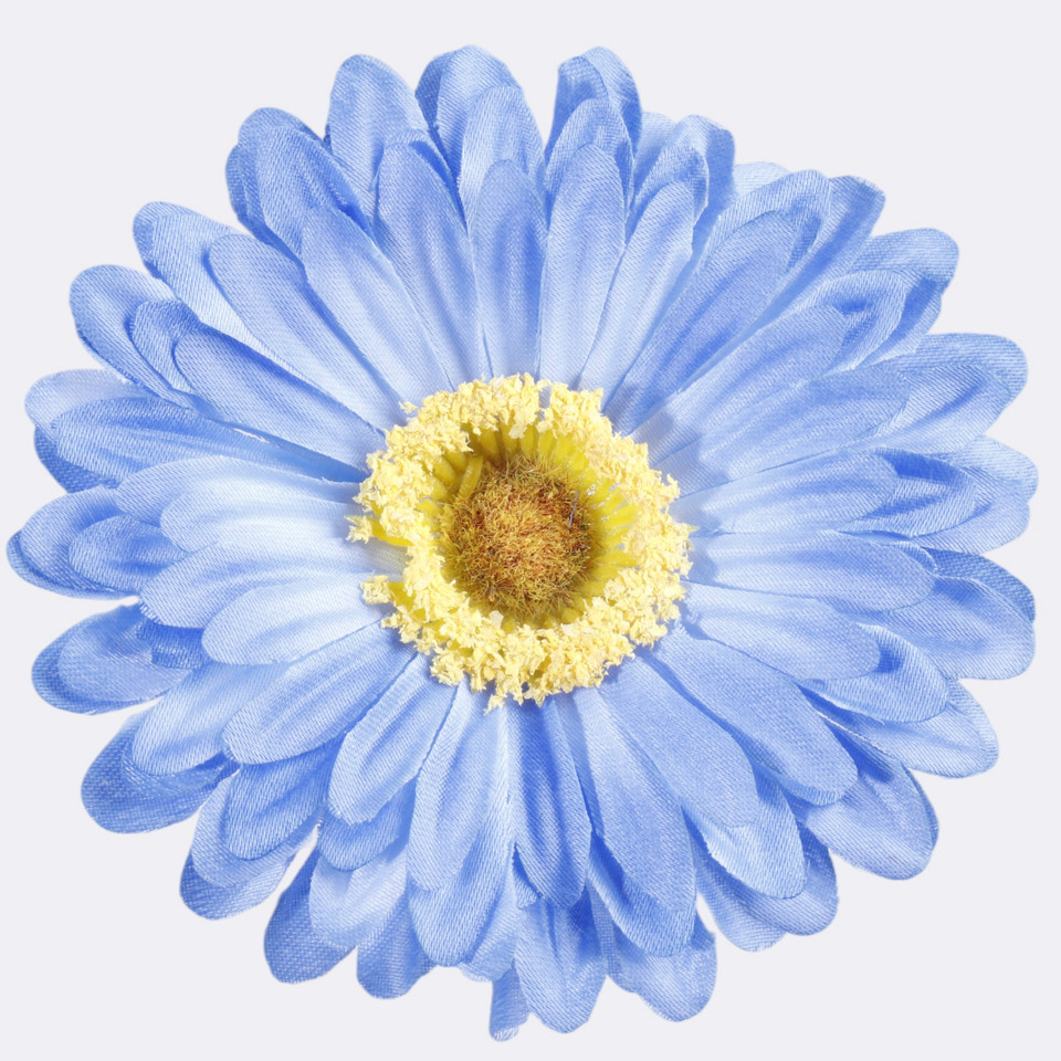 Gerbera, Blue W010-15