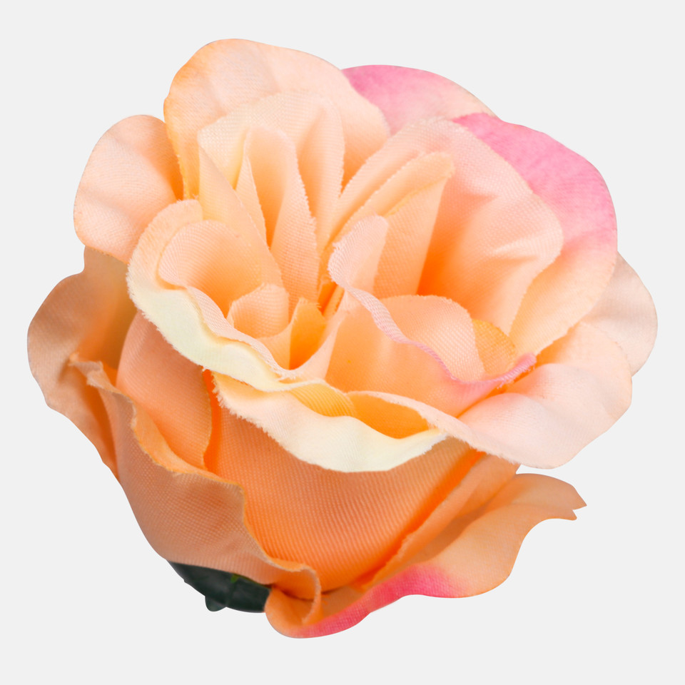 Róża w pąku, Peach/Pink Edge W681-13