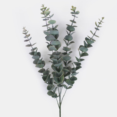 Eucalyptus A710
