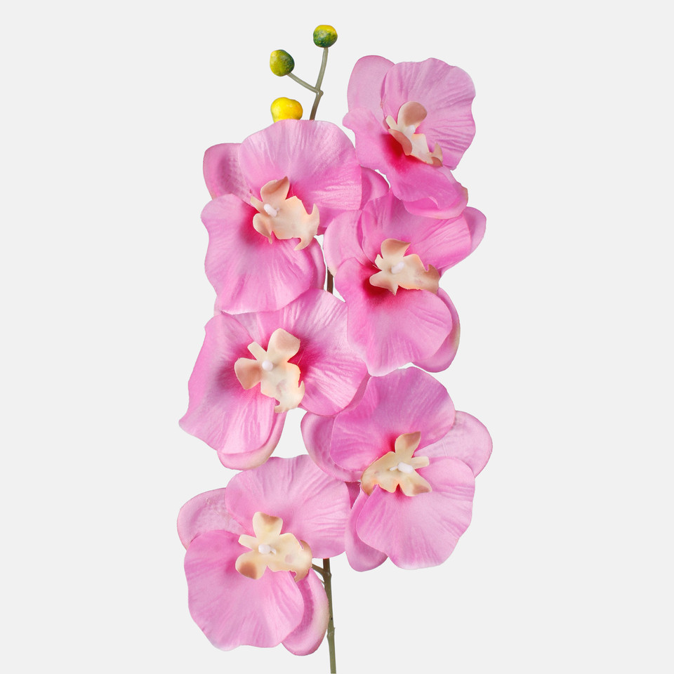 Satin orchid, Pink L703-09