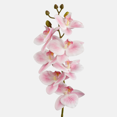 Orchid G403L