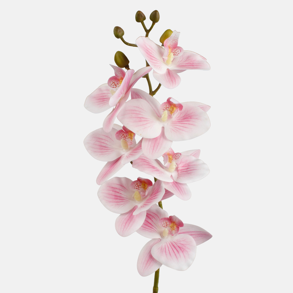 Orchid, Pink/Cream G403L-04
