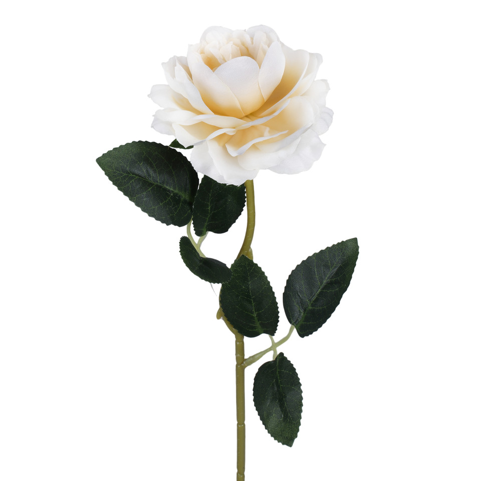 Róża peoniowa, Peach G494-02