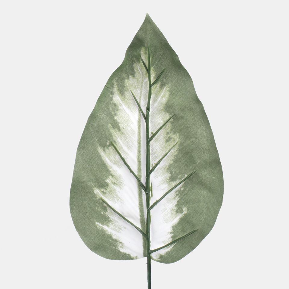 Liść difenbachii, Green A195
