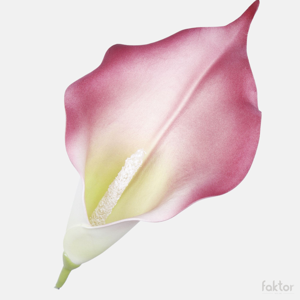 Calla, Brown W713-14