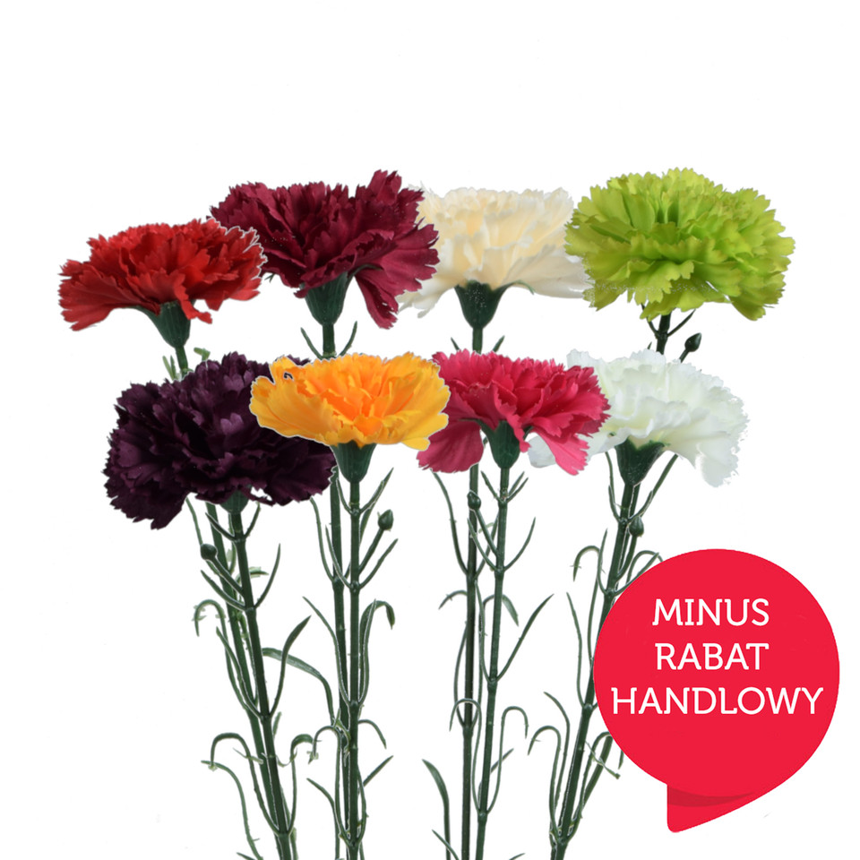 Goździk - gałązka 54 cm, m2 GK148-m2