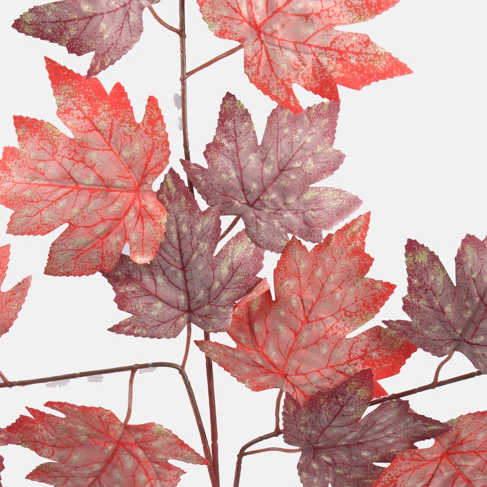 Maple, Red/Burgundy F223-01
