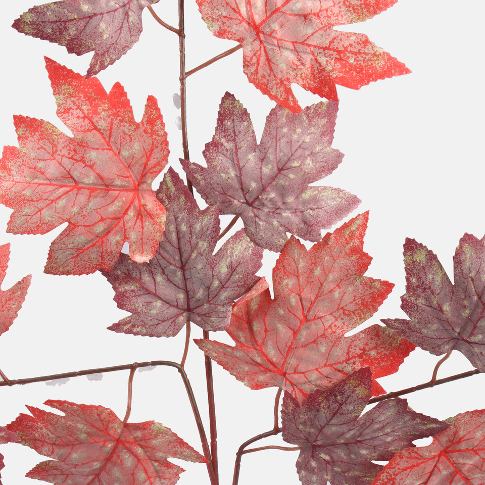 Maple, Red/Burgundy F223-01