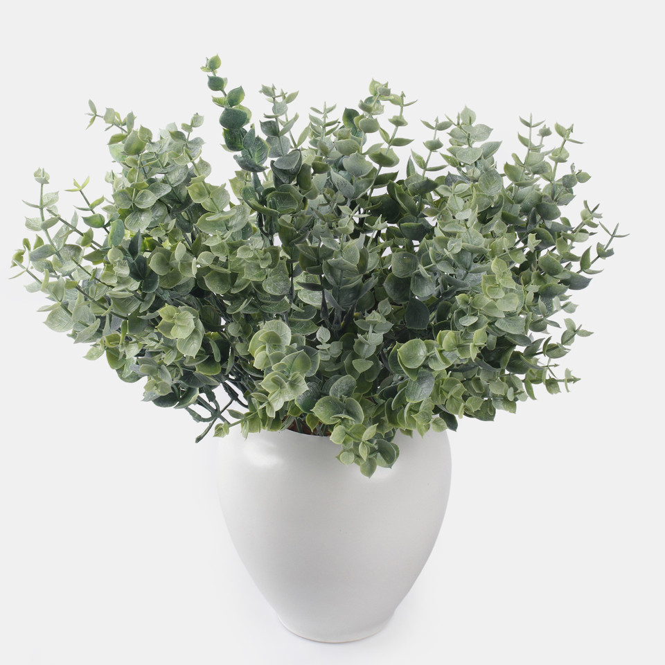 Eucalyptus, Frosty Green A598-03