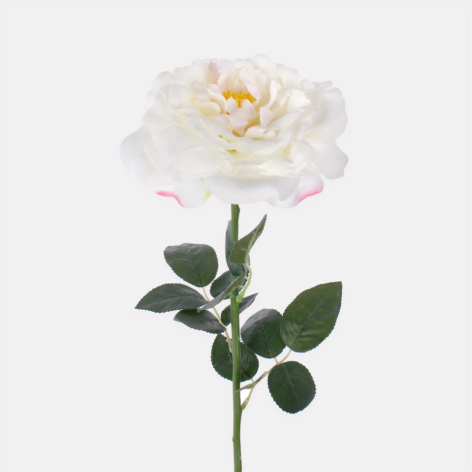 Rose, Cream L691-01