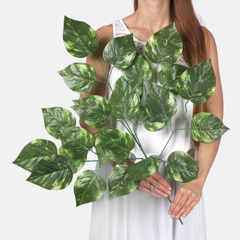Poplar F181 (Product size)