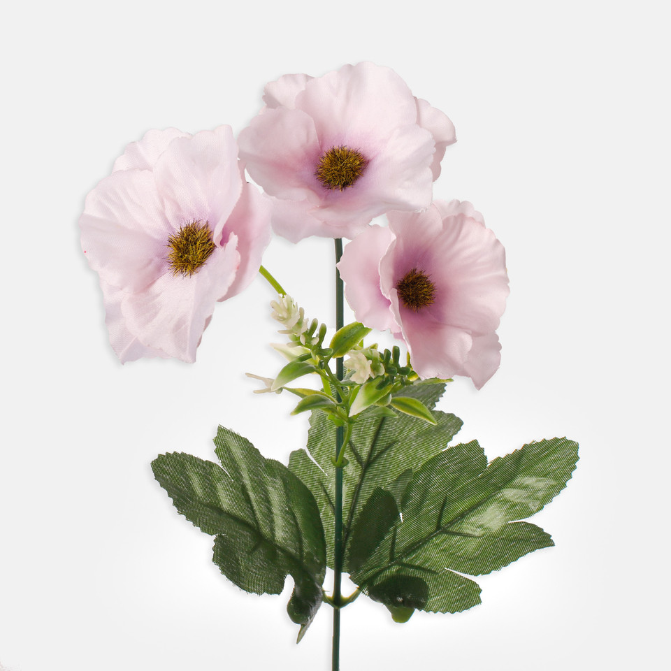 Anemone, Mix 1 G360-01