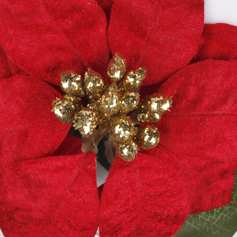 Velvet poinsettia, Red G485S-02