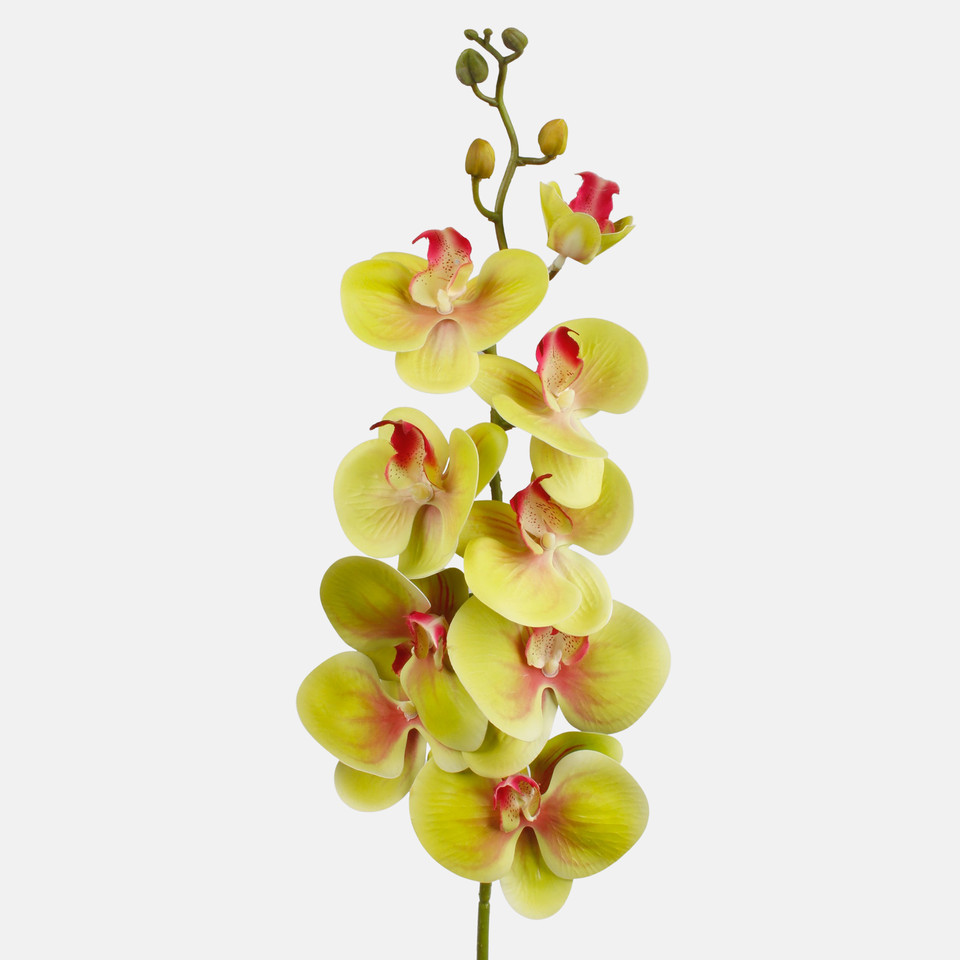 Orchid, Green L768L-06