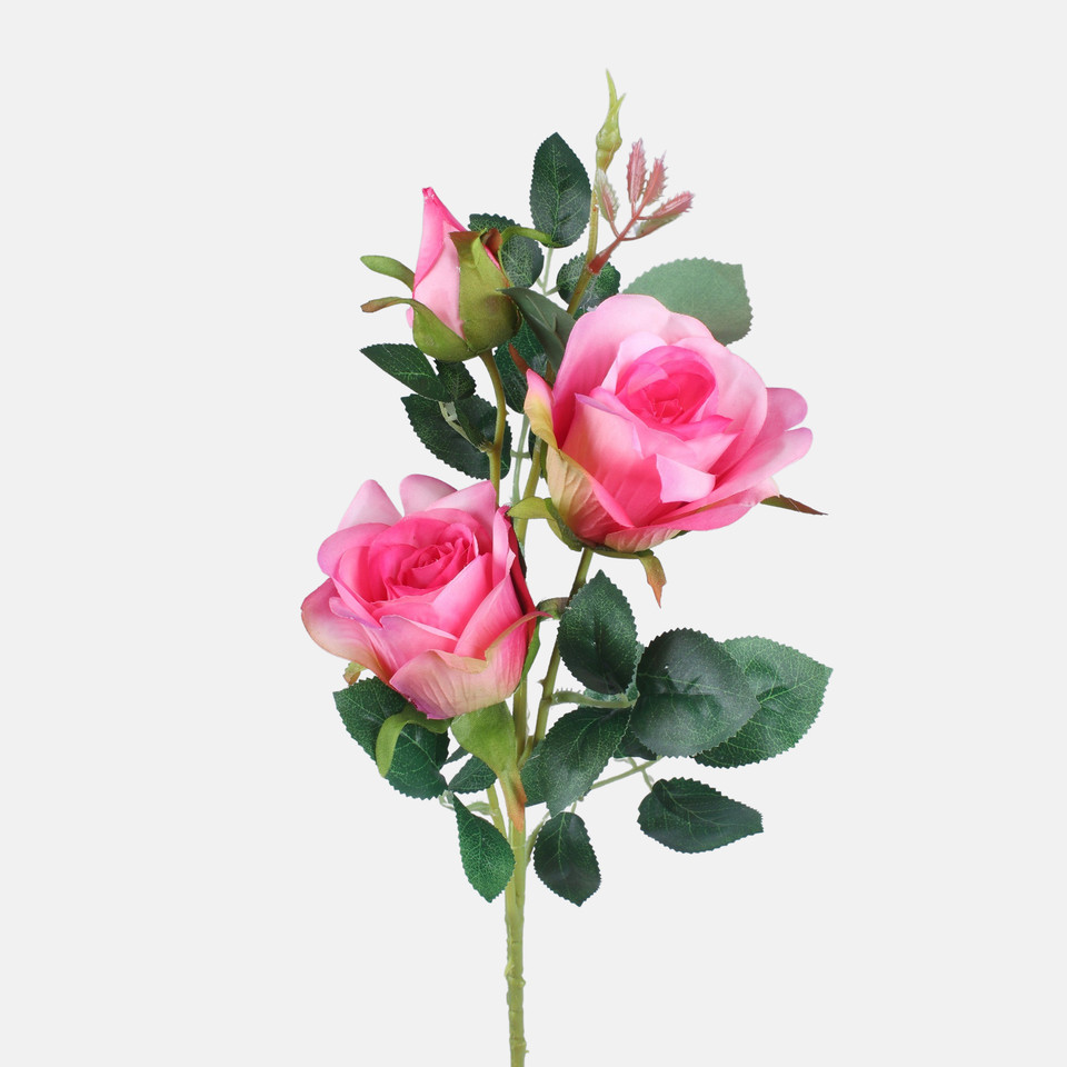 Rose, Mix 1 L738-01