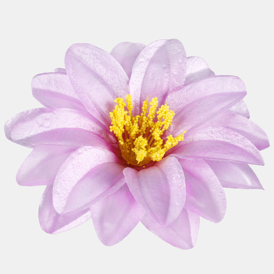 Satin dahlia, Lt. Lilac W624-09