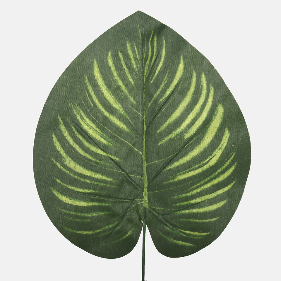 Philodendron leaf, Green A687