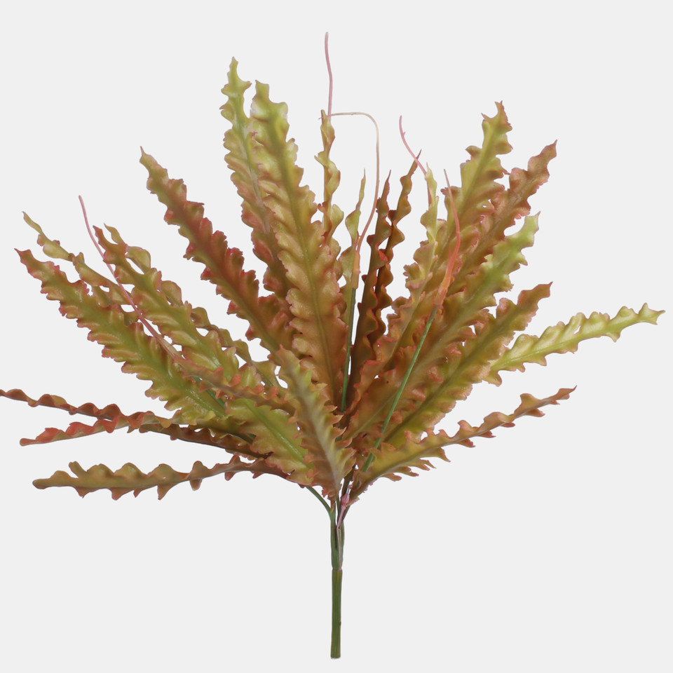 Asplenium nidus 'Crispy Wave' Fern, Orange/Autumn Green Z231-02