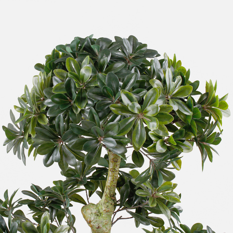 Bonsai D358