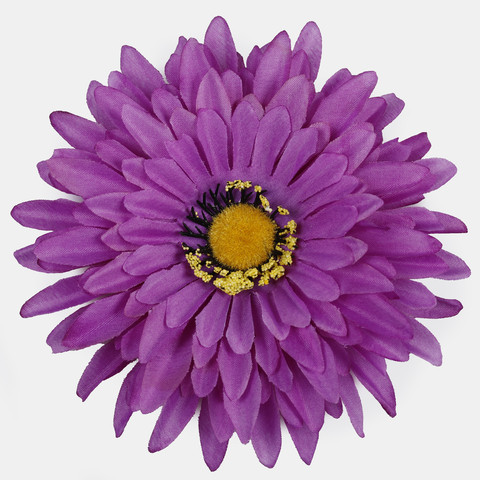 Gerbera, Purple W539-10