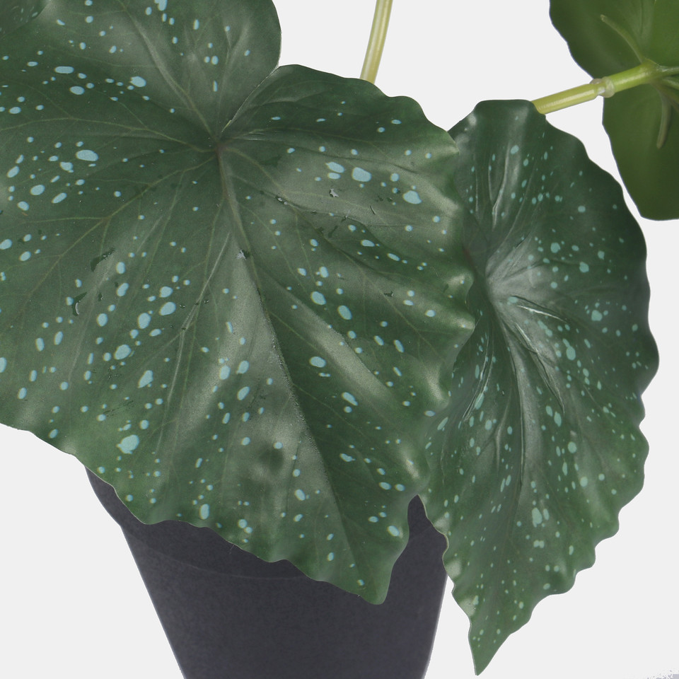 Begonia w doniczce, Green Z206-01