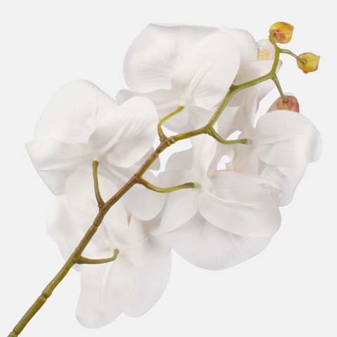 Orchid, White L775L-01