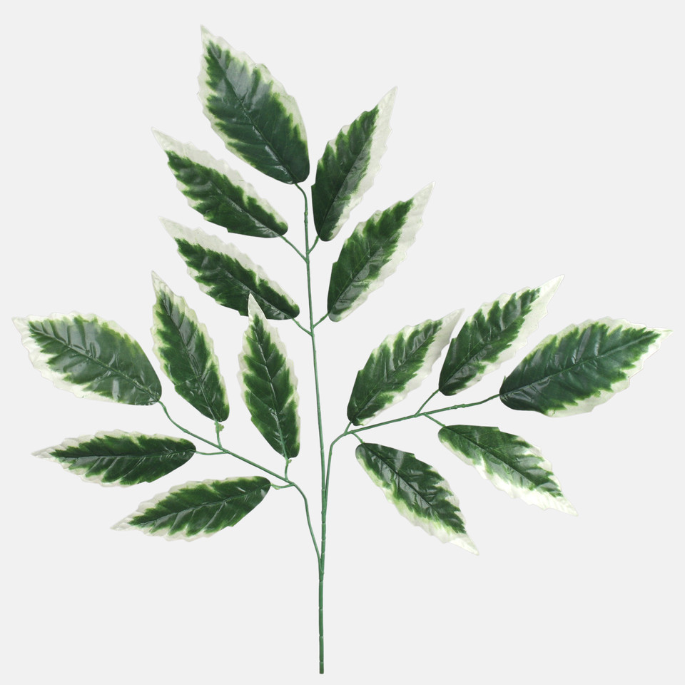 Cornus alba, Green/White Edge F232-01