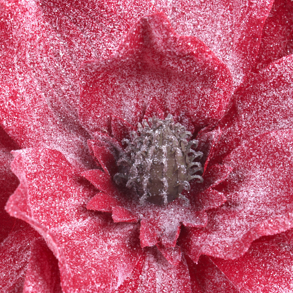 Magnolia oszroniona, Red S941-01
