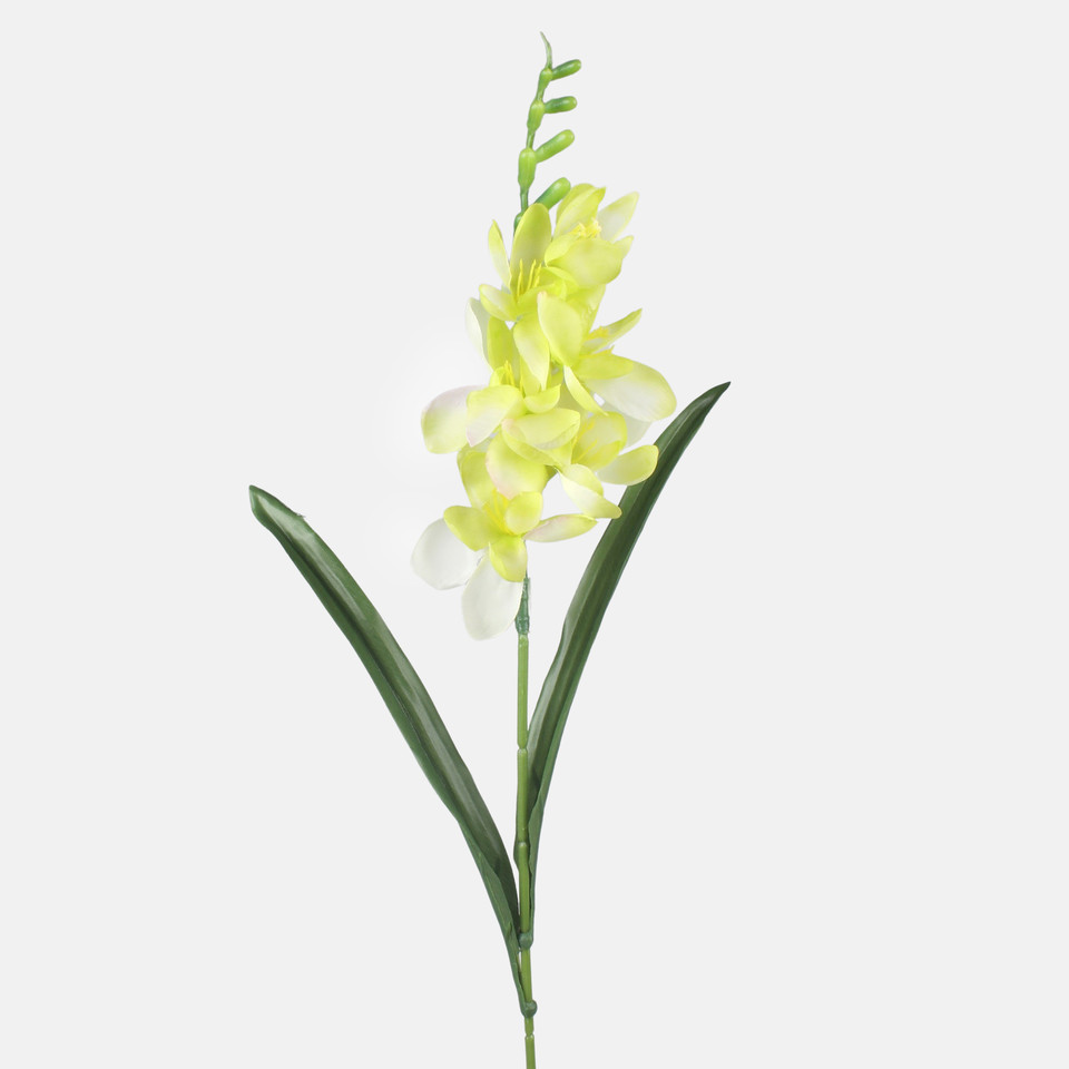 Freesia, Mix 1 G469-01
