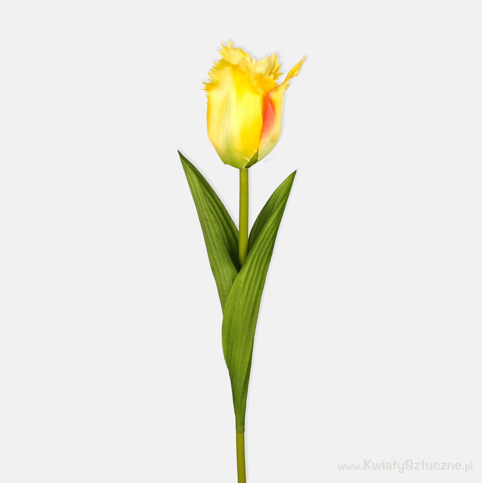 Tulip, Yellow L850-04