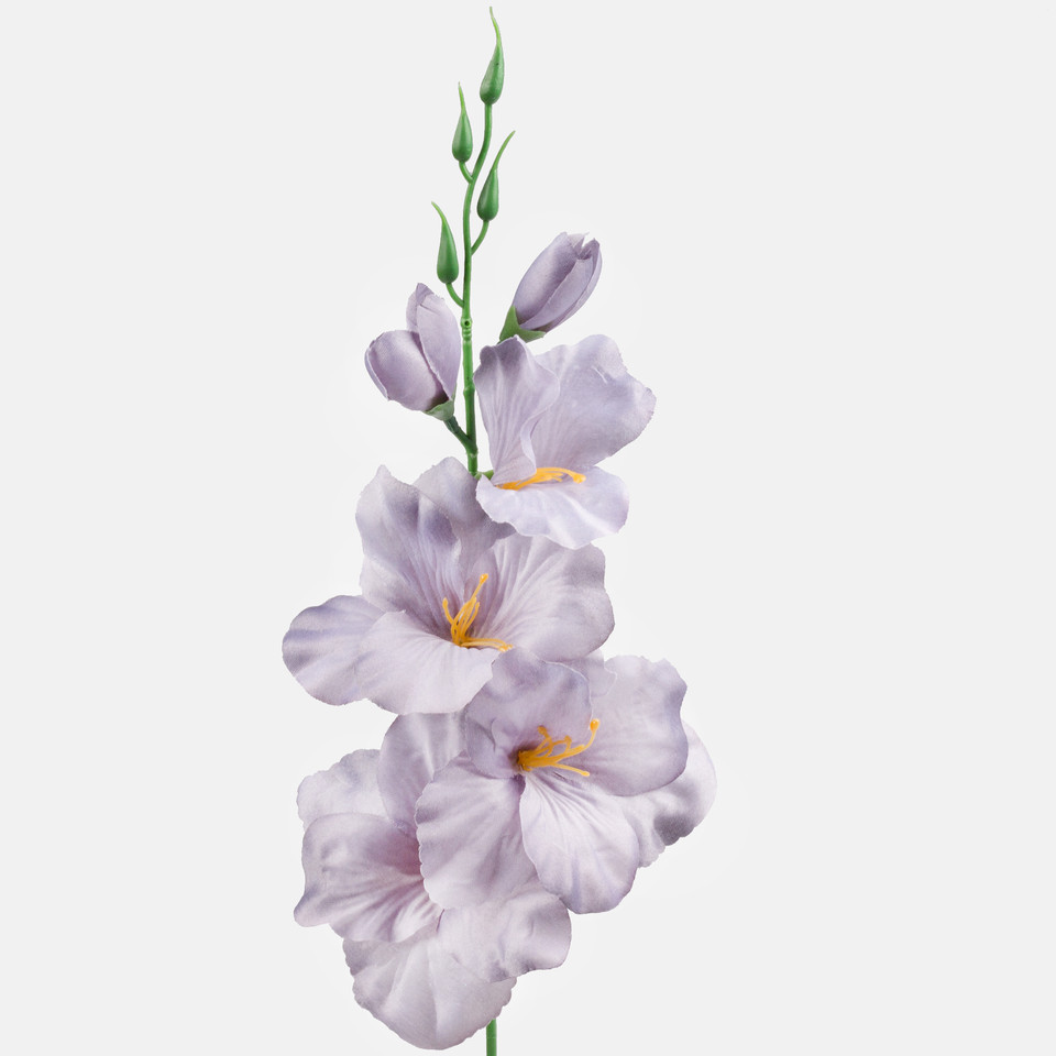 Satin gladiolus, Gray G190K-16