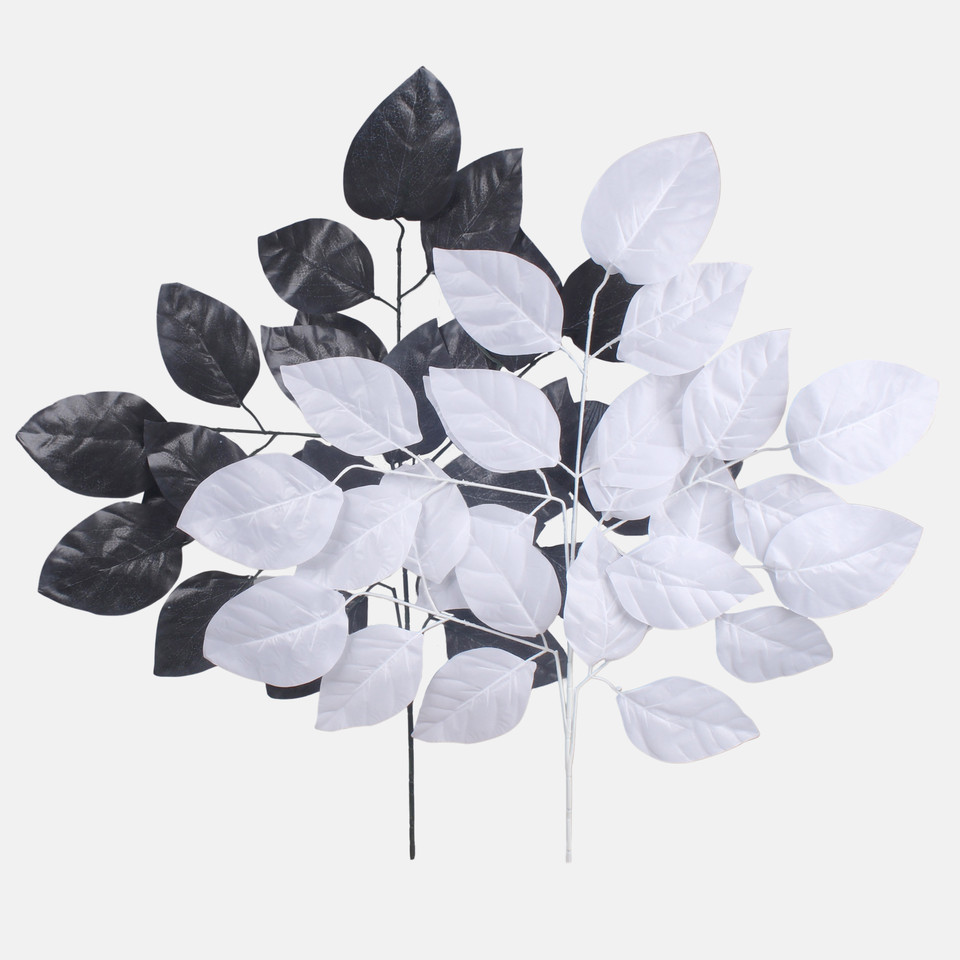 Beech, White F186-02