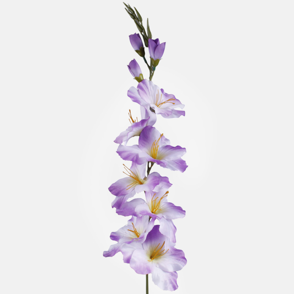 Satin gladiolus, T.T. Lilac L190K-39