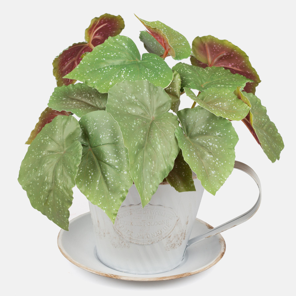 Begonia, Green Z091LG