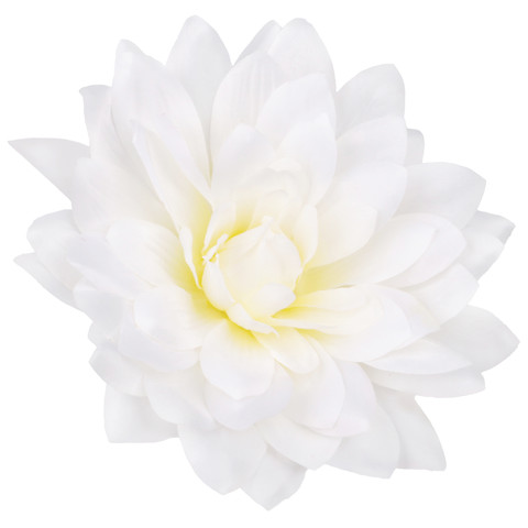 Satin dahlia XL W537