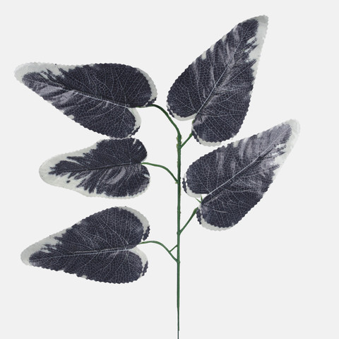 Hibiscus, Black/White Edge F165-01